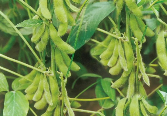 生物基礎油應用的推動力