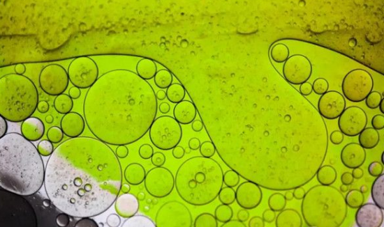 Viridos牽手石油巨頭，擴(kuò)大藻類生物燃料規(guī)模